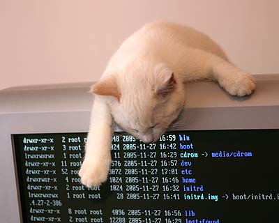 Cat using Linux